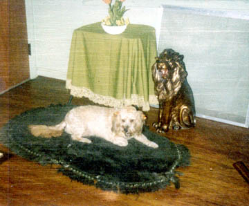 Nicki Dog - Glenville - late 70's