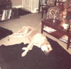 NICK PANCO AND DOG IN DAVE KELLEY LIVING RM AT VILONE VILLAGE IN EARLY1970s